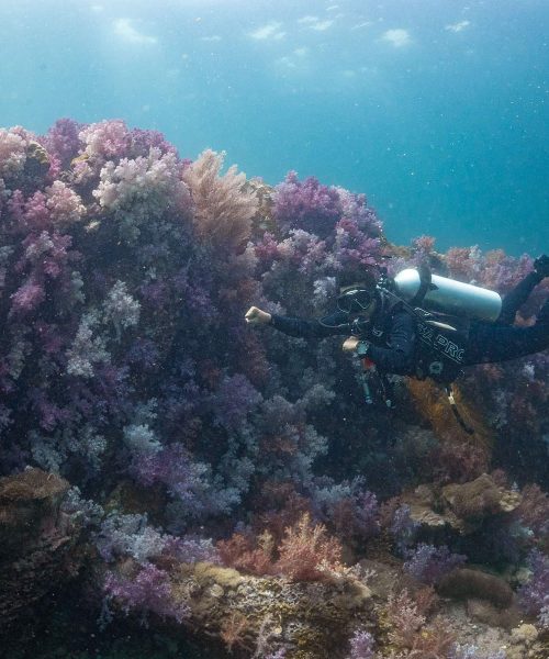 Ocean Pro Diving Koh Lipe Stonenge